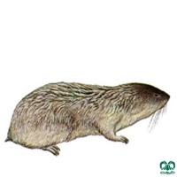 گونه ول حفار افغانی  Southern Mole-Vole
